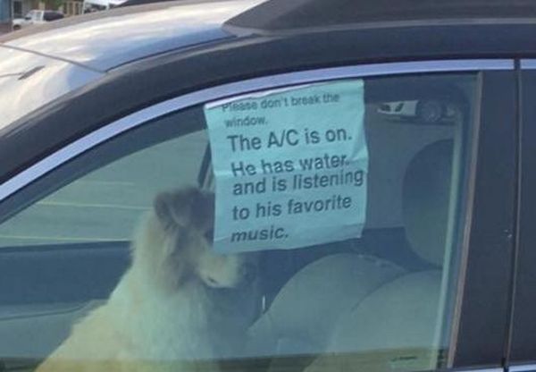 Почему никогда не следует оставлять собаку в машине &#8211; даже на время